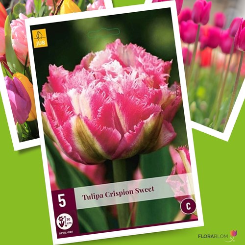 Tulipe Crispion Sweet