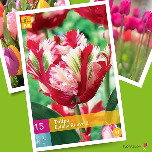 Tulipe Estella Rijnveld - Tulipa
