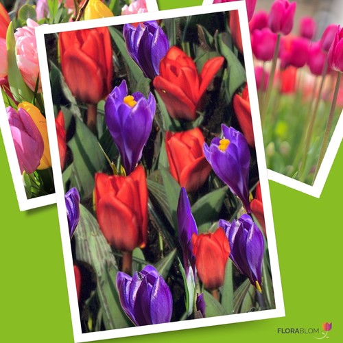 Tulipes et Crocus en Mélange