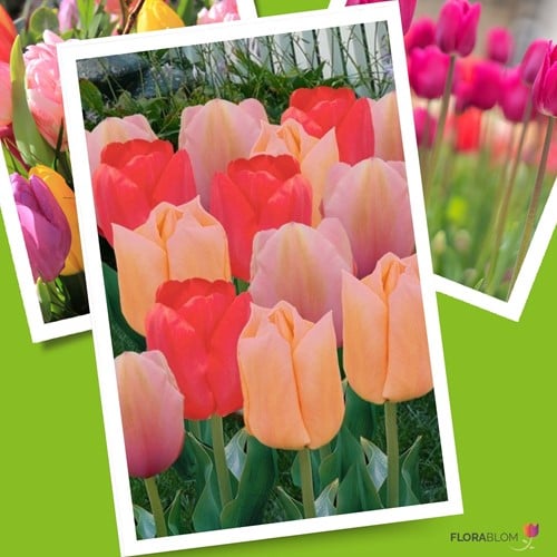 Tulipe Mango Dream Mix