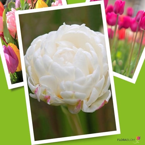 Tulipe Mount Tacoma
