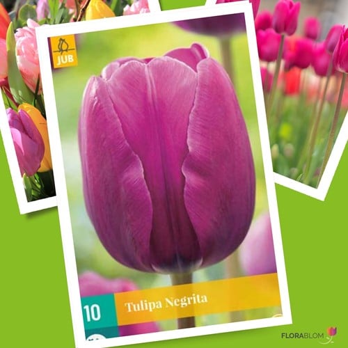 Tulipe Negrita - Tulipa triumph