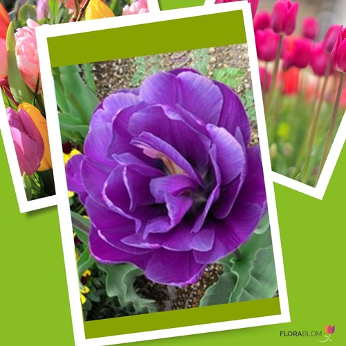Tulipe Negrita Double - Tulipa