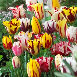 Tulipes Rembrandt en Mélange - Tulipa chameleon