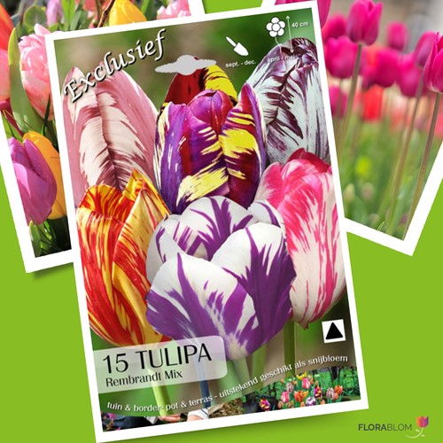 Tulipes Rembrandt en Mélange - Tulipa chameleon
