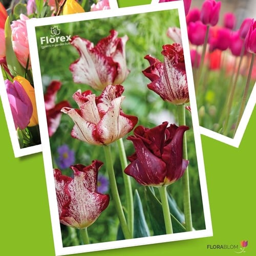 Tulipes Striped Crown – Tulipa