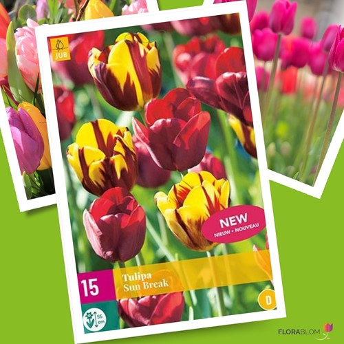 Tulipe Sun Break - Tulipa triumph