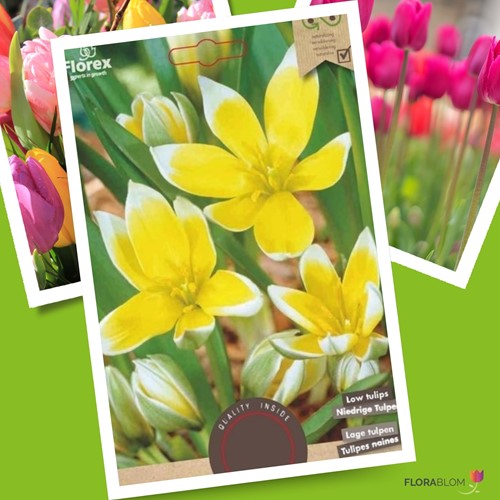 Tulipe Tarda Dasystemon