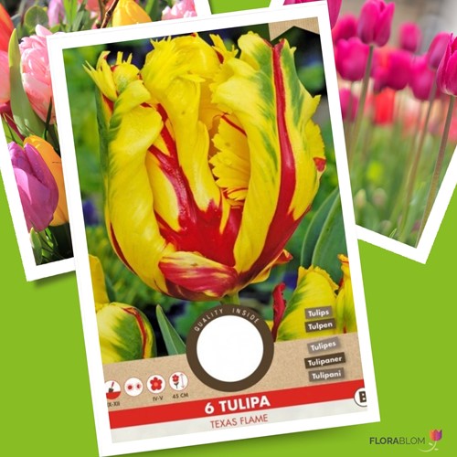 Tulipe Texas Flame - Tulipa parrot