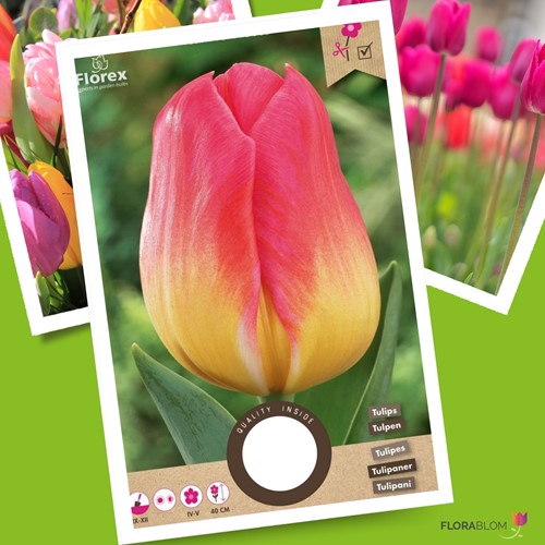 Tulipes Tom Pouce – Tulipa