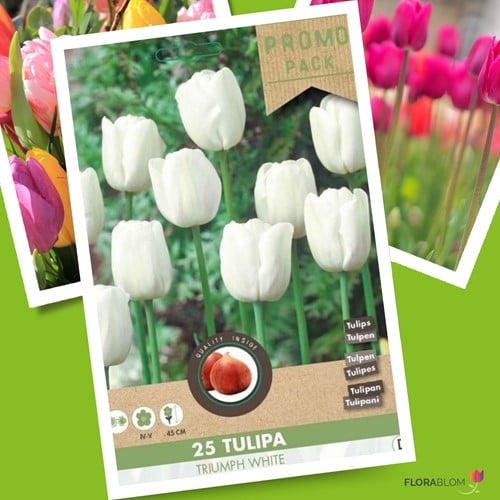 Tulipe Triumph blanc