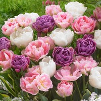 Tulpen Danielle mix - Tulipa double