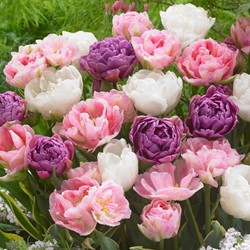 Tulpen Danielle mix - Tulipa double