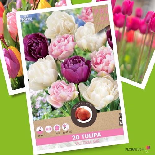 Tulipe Victoria Mélange