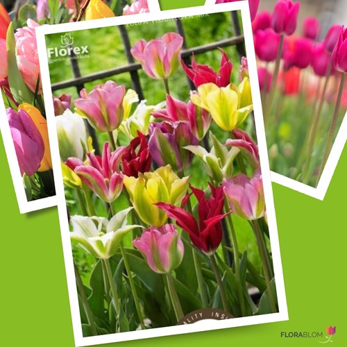 Mélange Tulipe Viridiflora - Tulipa