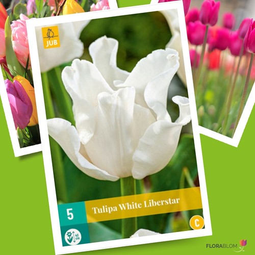 Tulipes White Liberstar – Tulipa