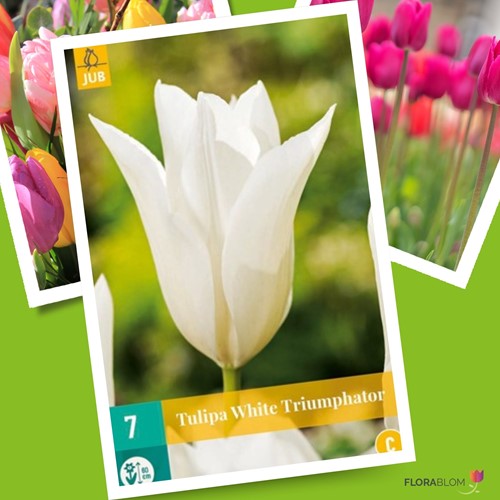 Tulipe White Triumphator