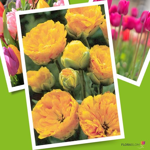 Tulipe Yellow Pomponette