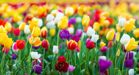 Planter des tulipes - Résumé et Consignes