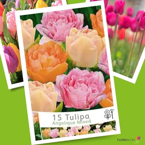 Tulipe Angelique en Mélange