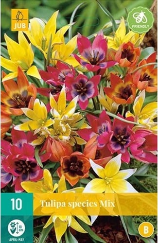 Tulipe Botanique en Mélange - Tulipa