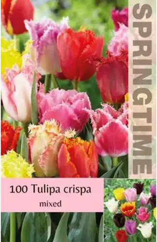 Tulipes Crispa en Mélange en Vrac (XL)