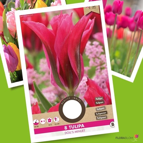 Tulipes Doll's Minuet – Tulipa