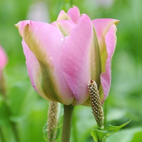 Tulipe Groenland