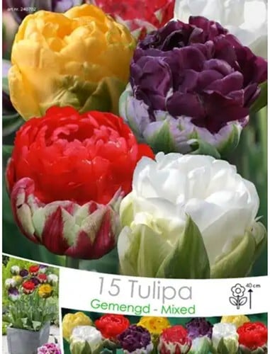 Tulipe Ice Cream en mélange
