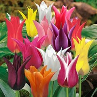 Tulipe Fleur de Lys en Mélange