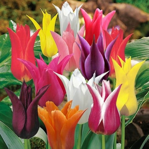 Tulipe Fleur de Lys en Mélange