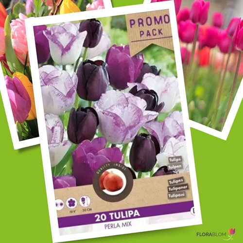 Tulipe Perla en Mélange