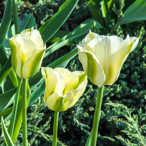 Tulipes Spring Green - Tulipa