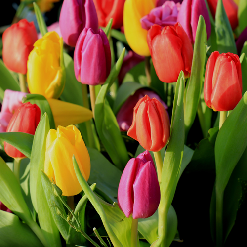 Tulipe Triumph en Mélange