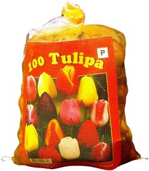 Tulipes Triumph en Mélange (XL-Emballage) - Tulipa