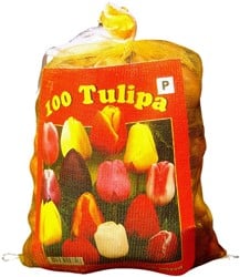 Tulipes Triumph en Mélange (XL-Emballage)