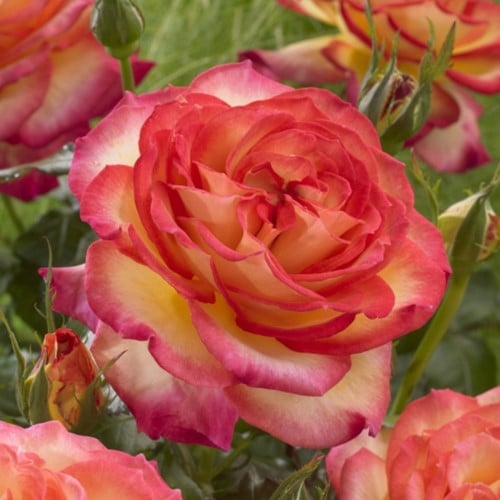 Rosa Two Colours - Rosier