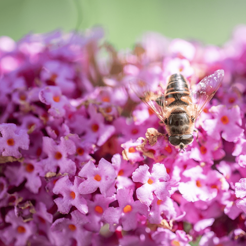 Arbre à papillon Pink Delight - Buddleja