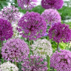 Allium Deco Mix - Ail d'ornament