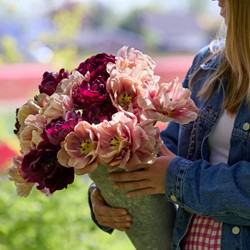 Tulp Sweet Spring Mix - Tulipa