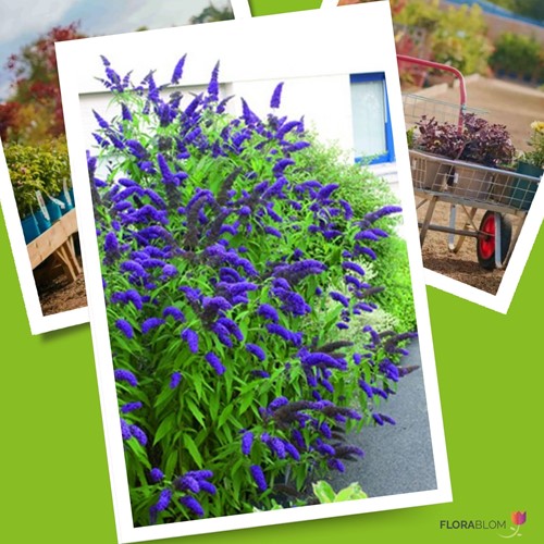 Arbre à papillon Bleu - Buddleja