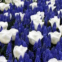 Bulbes de printemps Bleu et Blanc