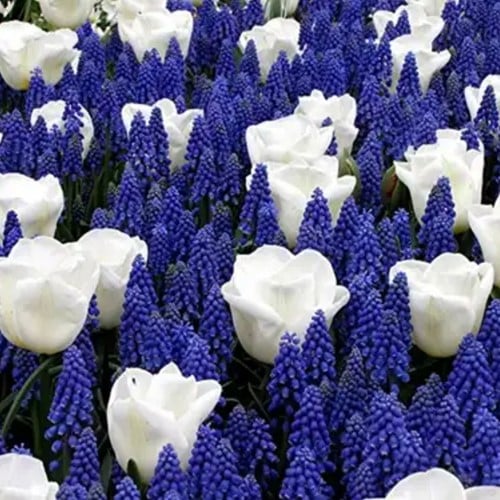 Bulbes de printemps Bleu et Blanc