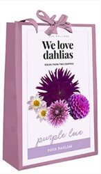 We Love Dahlias - Purple Love