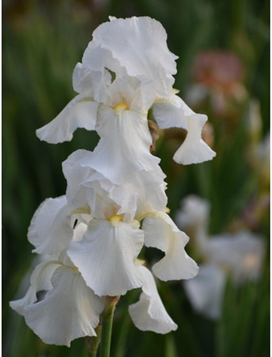 Iris Germanica White Knight – Iris d'Allemagne (Pack de six)