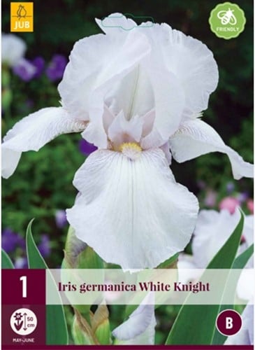 Iris Germanica White Knight - Iris d'Allemagne