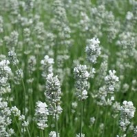 Lavande Blanche - Lavandula angustifolia Alba