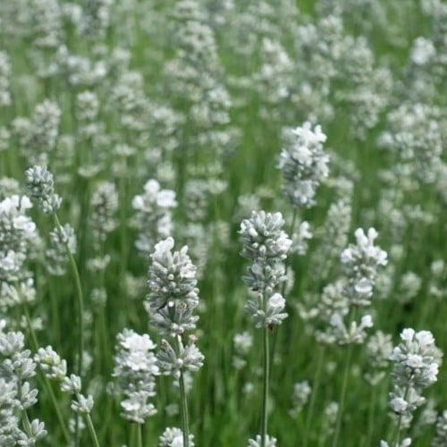 Lavande Blanche - Lavandula Angustifolia Alba (Pack de Six)