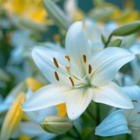 Lis Asiatique Blancs - Lilium asiaticum