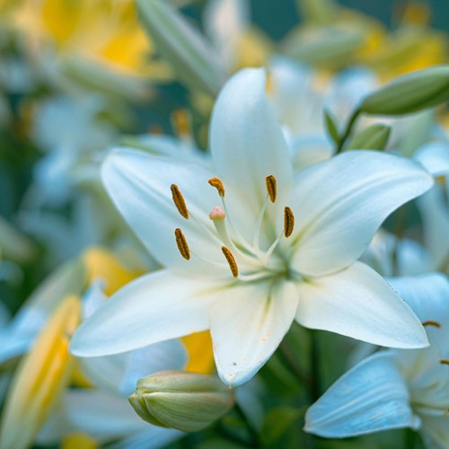 Lis Asiatique Blancs - Lilium asiaticum